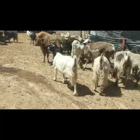 فروش 10راس بز کهردار