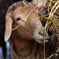 قصاب سیار درمکان شما