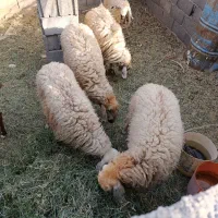 گوسفند بره کاور بز|حیوانات مزرعه|نرماشیر, |دیوار