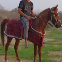 اسب حمدانی چهارساله