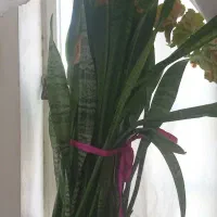 سانسوریا شمشیری سبز بزرگ|گل و گیاه طبیعی|کاشمر, |دیوار