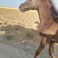 اسب عرب مصری چکی|اسب و تجهیزات اسبسواری|رباطکریم, رباطکریم|دیوار