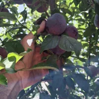 آلو شابلون