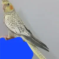 عروس هلندی ماده