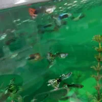 ماهی گوپی ماهی اکفاریوم
