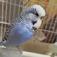 مرغ عشق  انگلیسی و جفت مرغ عشق|پرنده|مشهد, شهرک رازی (شهرک غرب)|دیوار