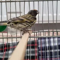 قناری ایرانی گلسر