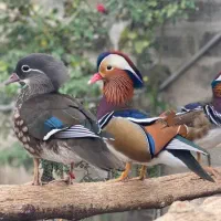اردک ماندارین نرو ماده