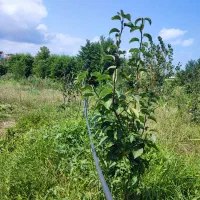 فروش درخت|خدمات باغبانی و درختکاری|رحیم‌آباد, |دیوار