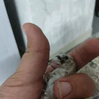 جوجه سهره نر|پرنده|اسلامشهر, مظفریه|دیوار