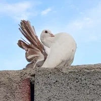 کبوتردم چتری