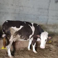 دو عدد گاو گوشتی