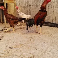 مرغ خروس لاری