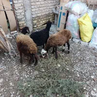 بره افشاری نر ۱راس ماده ۲راس پرواری (گوسفند)