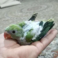 جوجه طوطی ملنگو