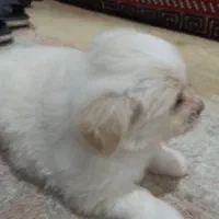 حیوانات|سگ|اهرم, |دیوار