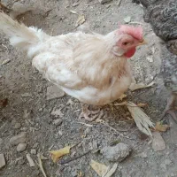 مرغ سفید