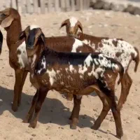 بره‌میش‌