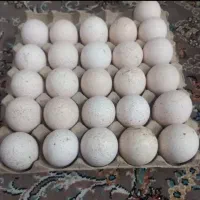 فروش تخم بوقلمون نطفه دار تضمینی