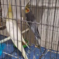 عروس هلندی مولد و فنچ|پرنده|گلبهار, شهر جدید گلبهار|دیوار