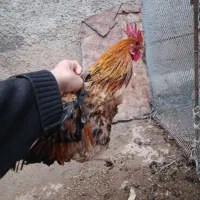 خروس محلی|حراج|خرم‌آباد, |دیوار