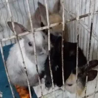 خرگوش|موش و خرگوش|تبریز, |دیوار