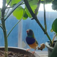 فنج گلدین|پرنده|اردبیل, |دیوار