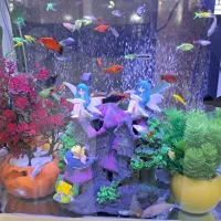 آکواریوم|ماهی|کرمان, |دیوار