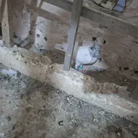 کفتر گرفتنی و غریبه