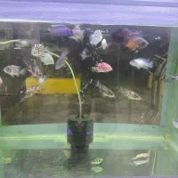 ماهی آکواریومی اسکار 65|ماهی|قائم‌شهر, |دیوار