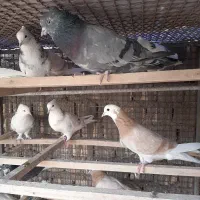 کبوتر ..شازده سرور