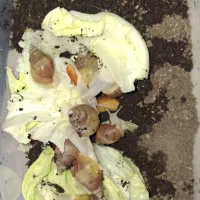 حلزون آچاتینا