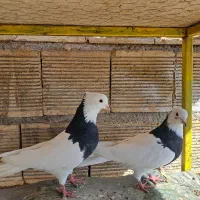 طوقی|پرنده|پیر بکران, |دیوار