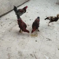 جوجه خروس امپراتور ومرغ وخروس