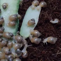 حلزون و خاویار حلزون ارزان و معاوضه