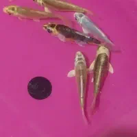 تعداد ۶ عدد ماهی کوی نژاد دار