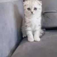 سیلور نر بالغ