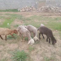 بره نقلی