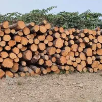 خریدار چوب صنوبر جنگلی و....