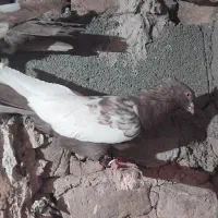 بهبهانی  شهری خوب