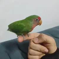 طوطی برزیلی