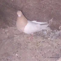 کبوتر ماده خوب|پرنده|ابهر, |دیوار