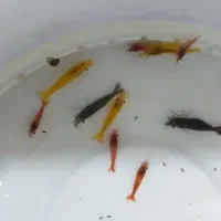 میگو زینتی|ماهی|ملایر, |دیوار