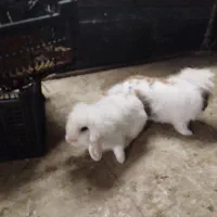 خرگوش پشمالو|موش و خرگوش|اهواز, شریعتی جنوبی|دیوار