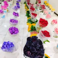 پخش عمده  گل رز هلندی  ارسال به سراسر کشور