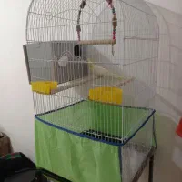 دوتا عروس هلندی نر و ماده