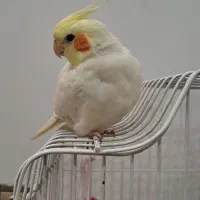 عروس هلندی