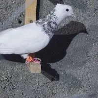 کبوتر|پرنده|شادمهر, |دیوار