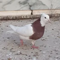 نرو ماده طوق هفت رنگ و سرخ کرمانشاهی کاکل|پرنده|زابل, |دیوار