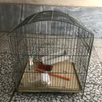 قفس پرنده ۹ عدد.قفس مینا مرغ عشق قناری جوجه پرون|لوازم جانبی حیوانات|تهران, کوی بیمه|دیوار